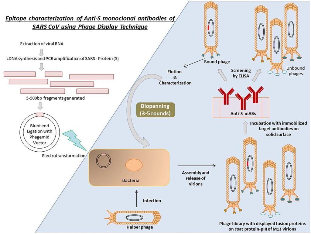 Example of phage display technique for epitope characterization for mAbs binding to spike protein of MERS-CoV. DOI:10.1007/s00284-021-02398-9