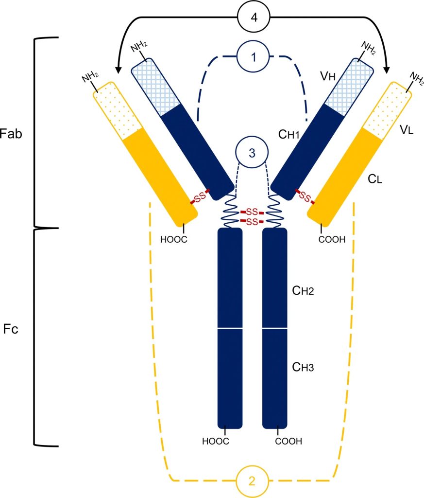 DOI：10.1007/s00018-019-03239-6