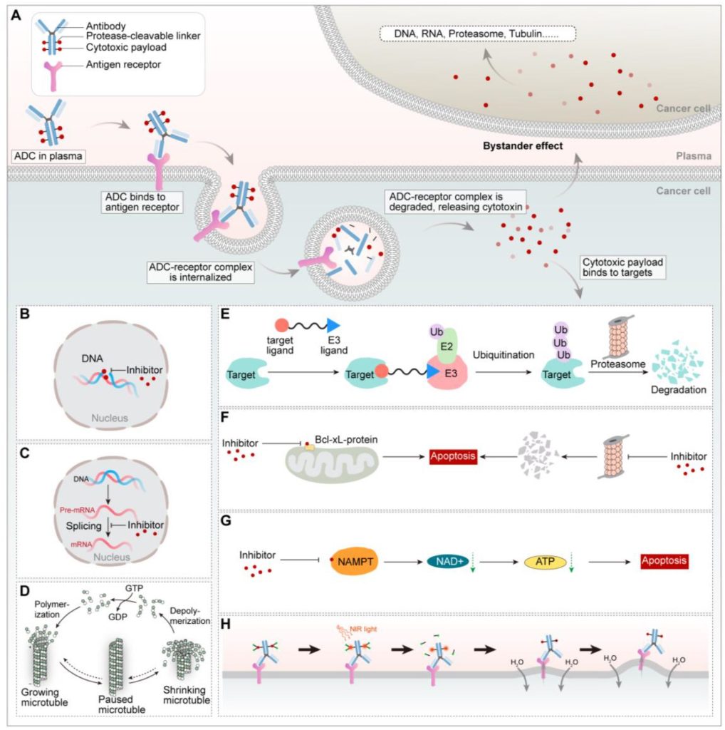 ADCs的关键结构和作用机制。DOI：10.1016/j.apsb.2023.06.015