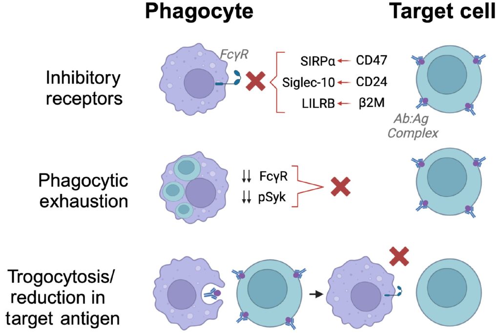 ADCP限制机制。DOI：10.1111/imr.13265