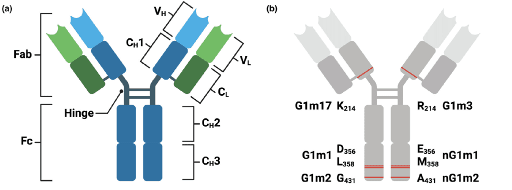 IgG polymorphisms giving rise to allotypes are located within the CH1 and CH3 regions of IgG1. DOI:10.1002/cti2.1494